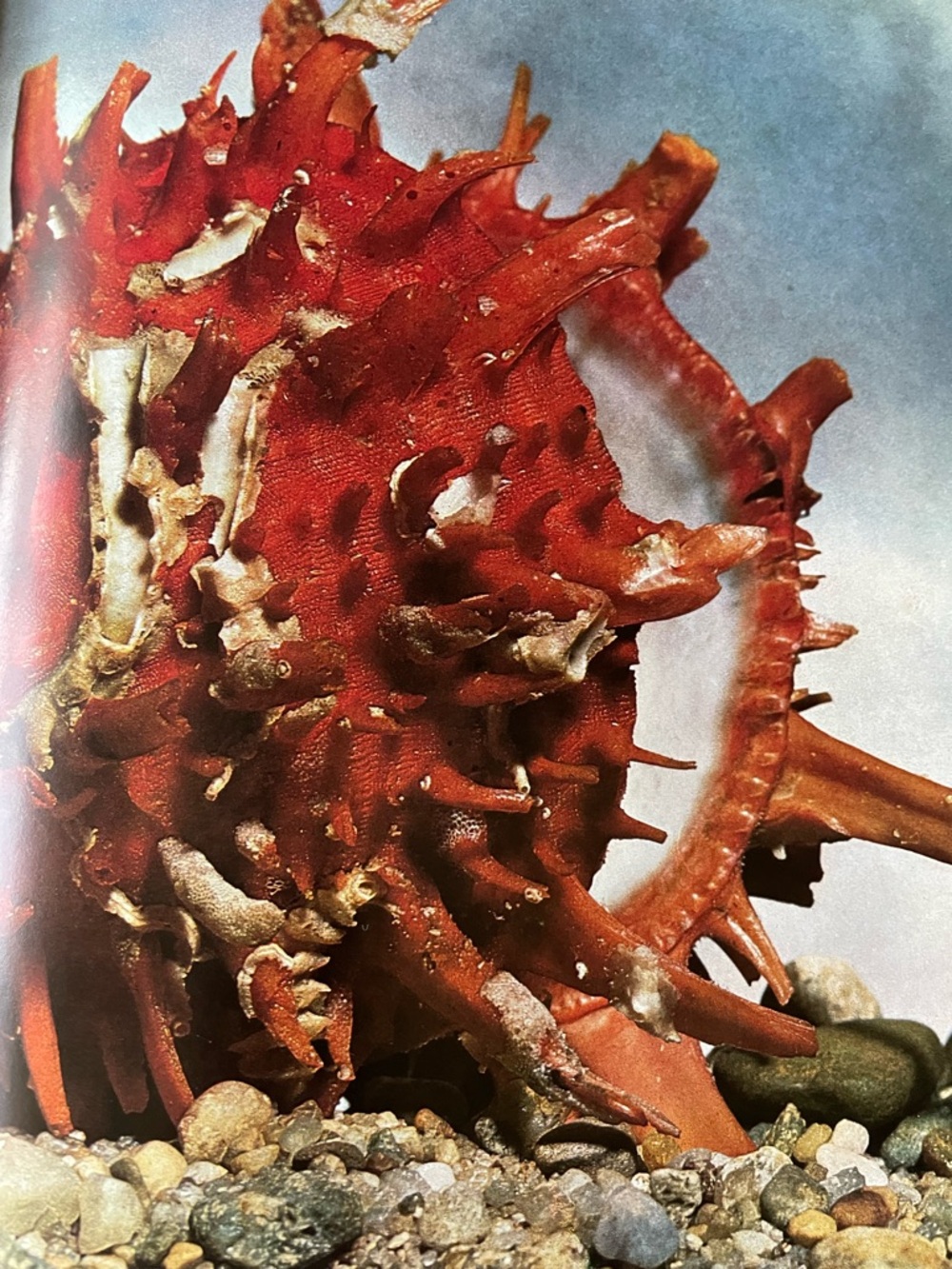 Vintage 1973 “Shells”Book Andreas Feininger & W. Emerson Viking Press- No DJ - Picture 5 of 9